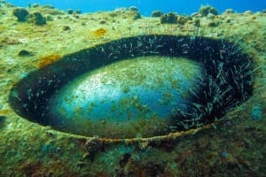 el mina urchins