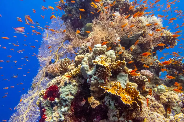 DSCF7943-1-768x512 coral reef in red sea