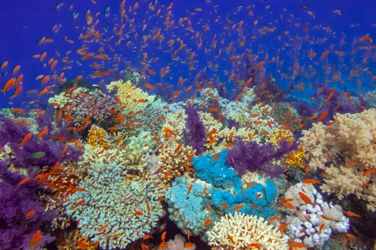 DSCF8126-scaled-e1686406652435-768x511(1) scuba diving coral reefs in egypt