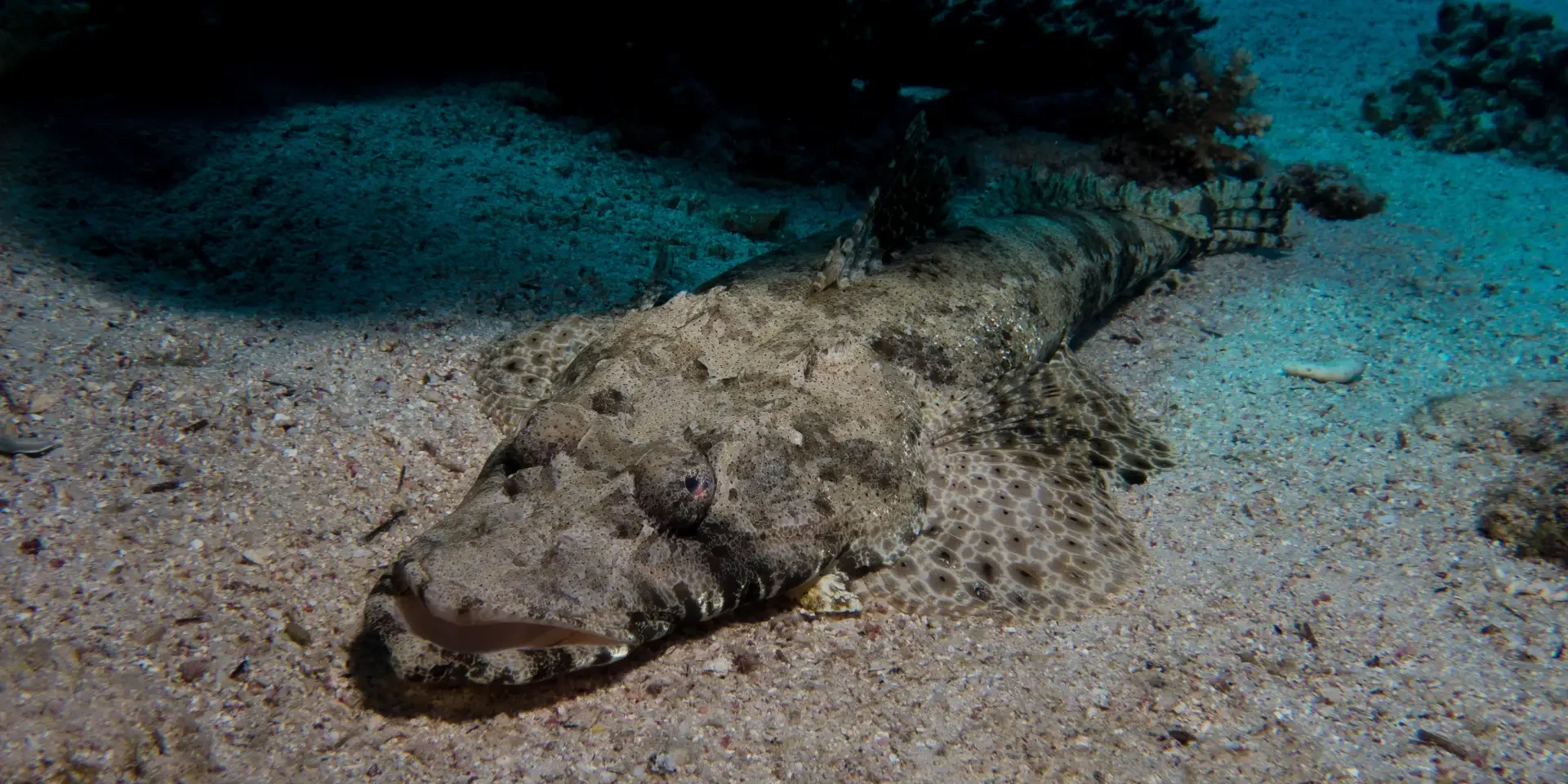 crocodilefish crocodile fish hurghada