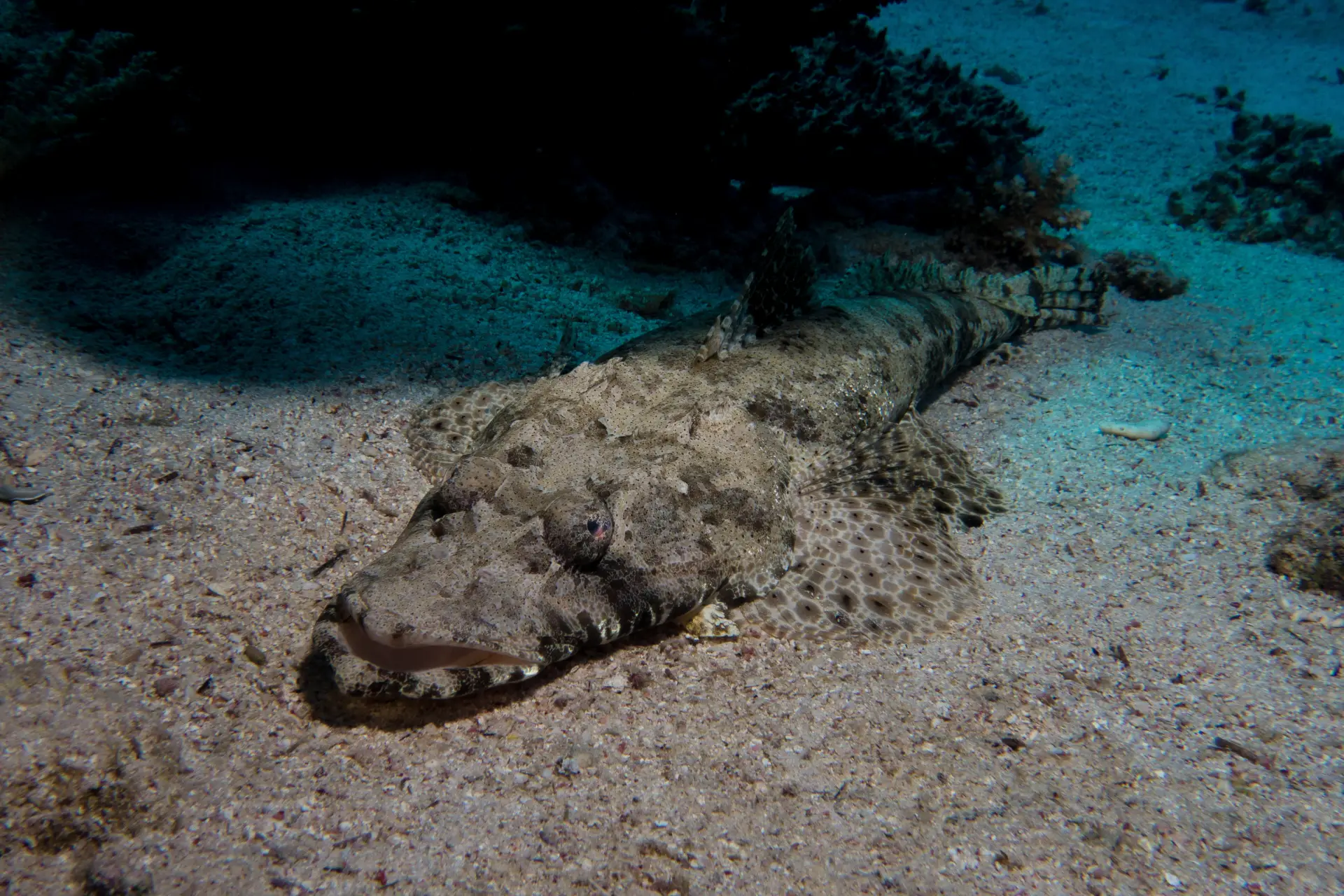 crocodilefish