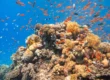 hurghada diving