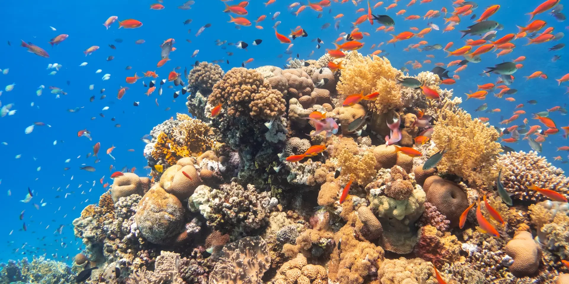 hurghadadiving hurghada diving