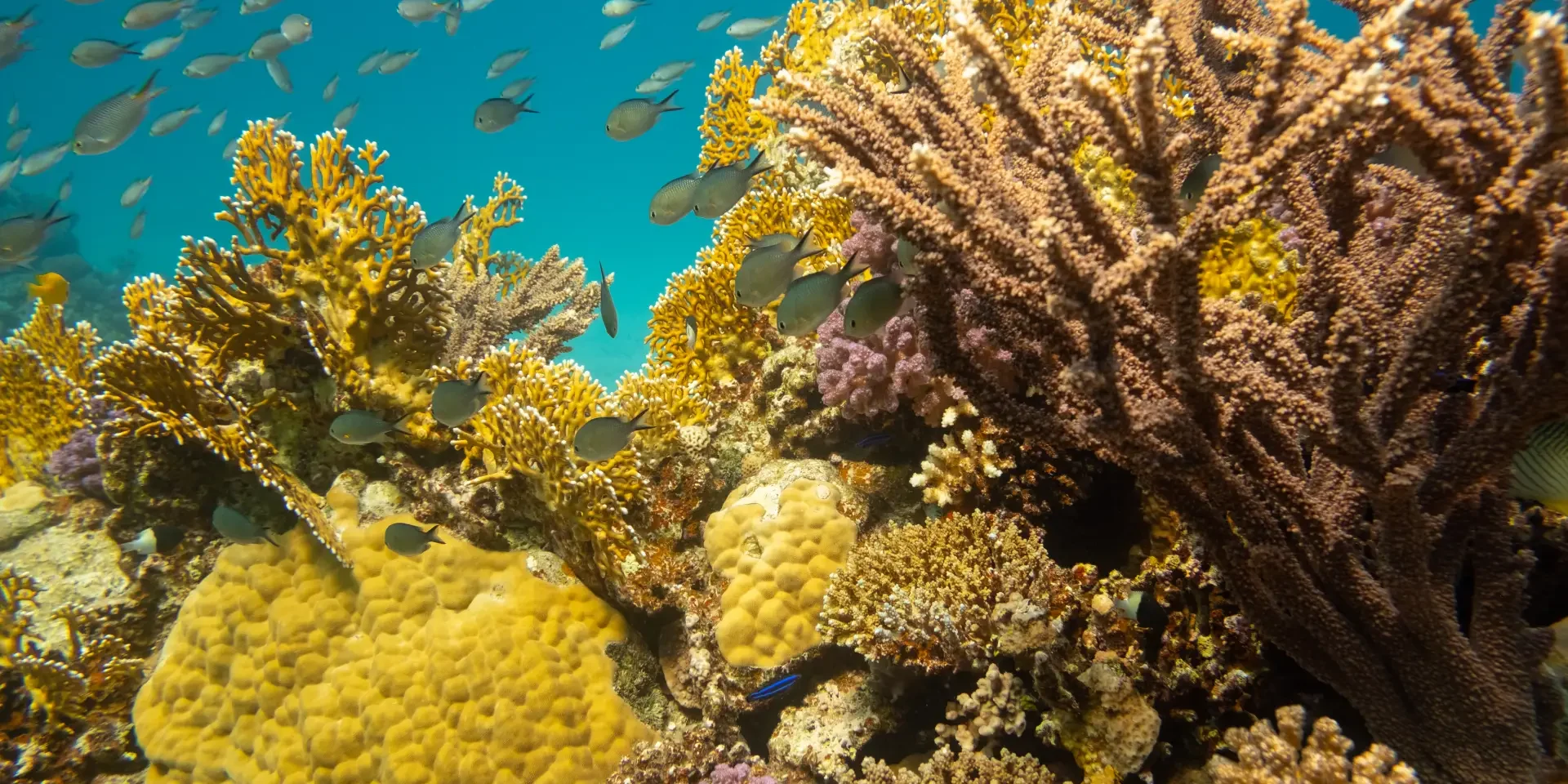 sustainablereef sustainable reef