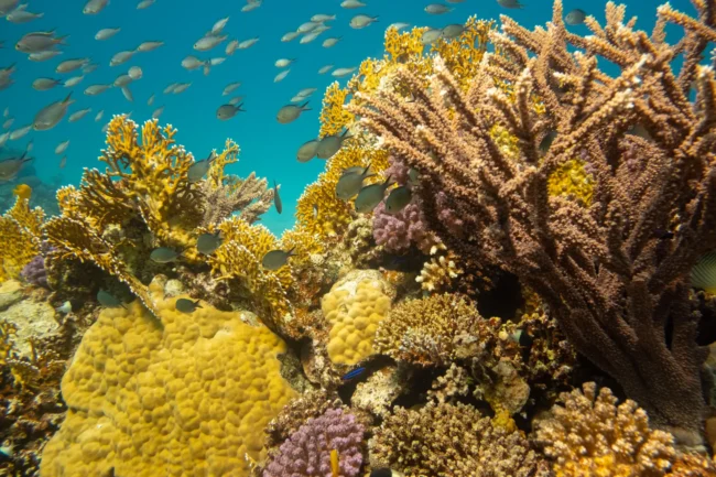 sustainablereef sustainable reef