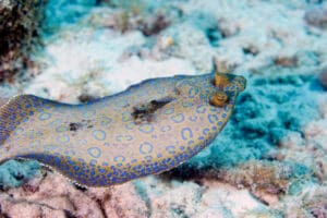 peacock flounder hughada