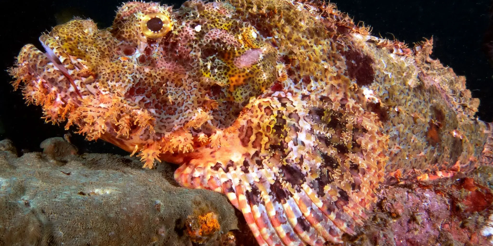 Scorpion fish scorpionfish in hurghada egypt