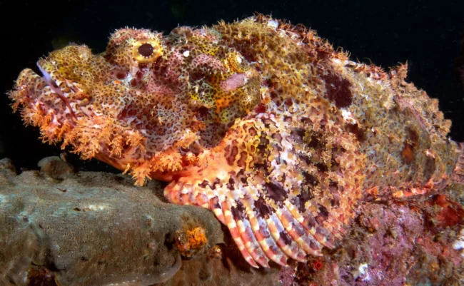 scorpionfish in hurghada egypt