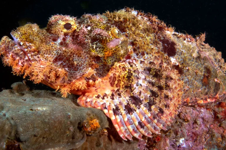 scorpionfish in hurghada egypt