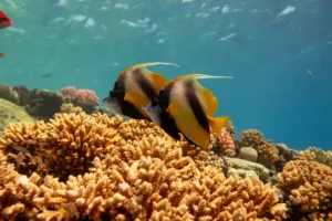 bannerfish in hurghada egypt
