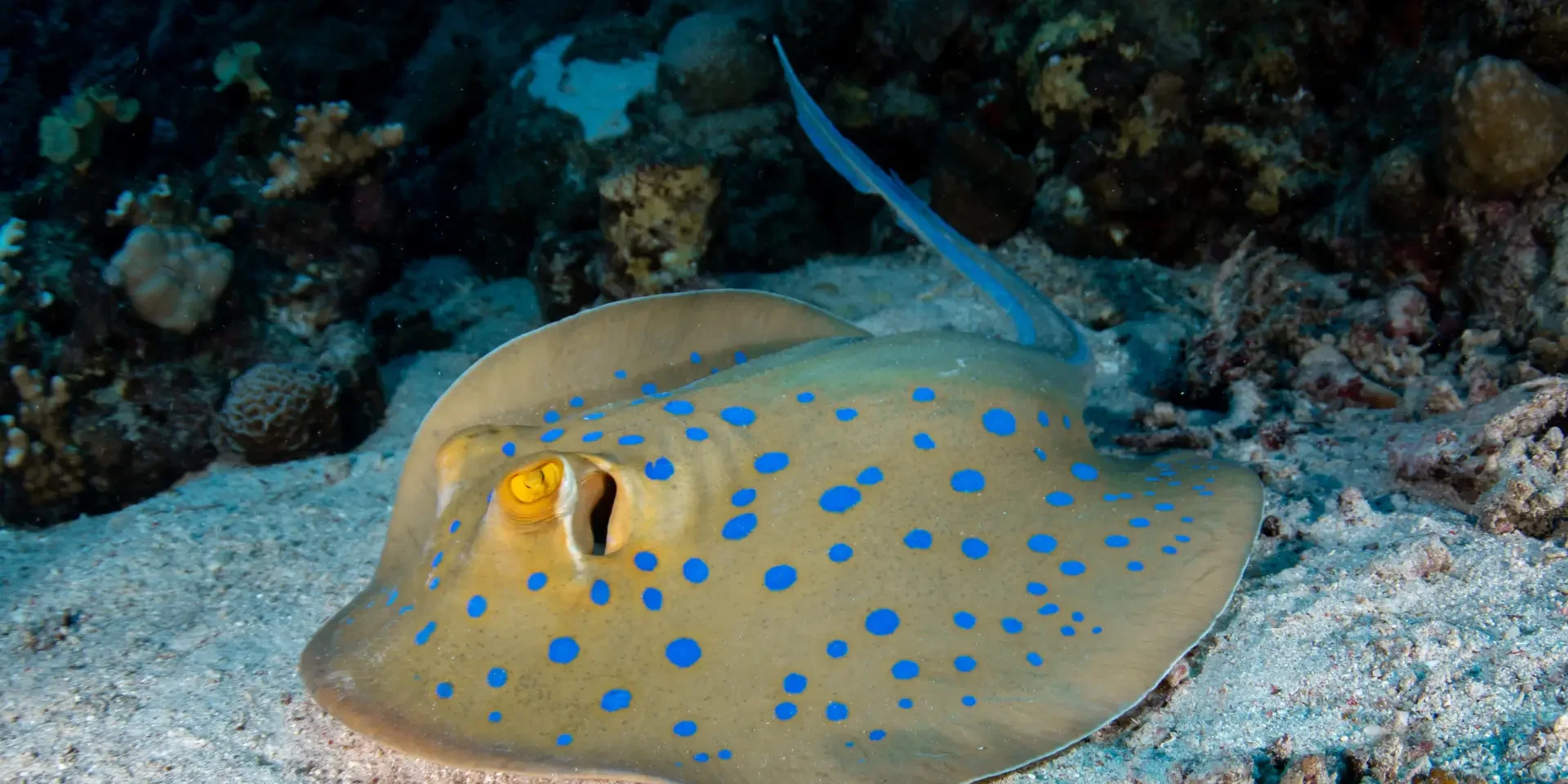 blue spotted ray blue spotted ray