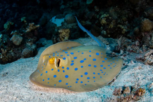 blue spotted ray blue spotted ray