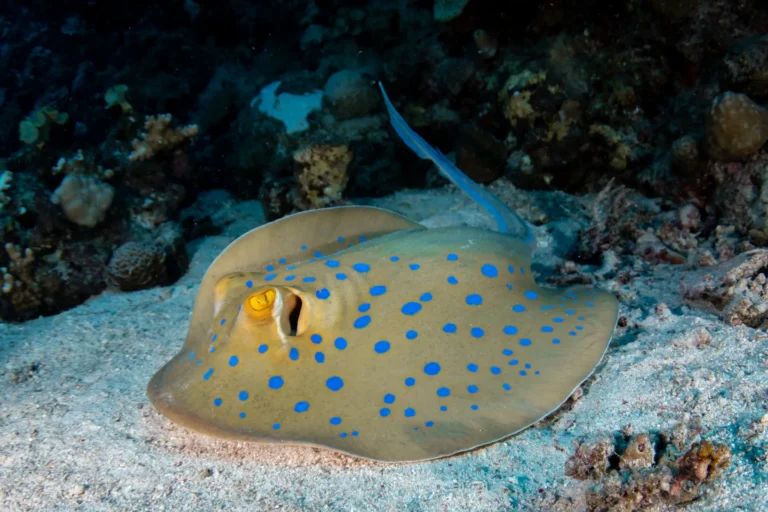 blue spotted ray