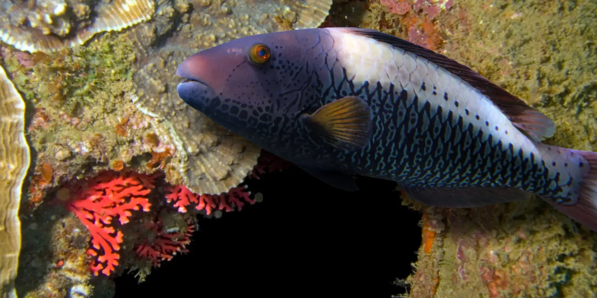 bridled parrotfish learn to dive in hurghada