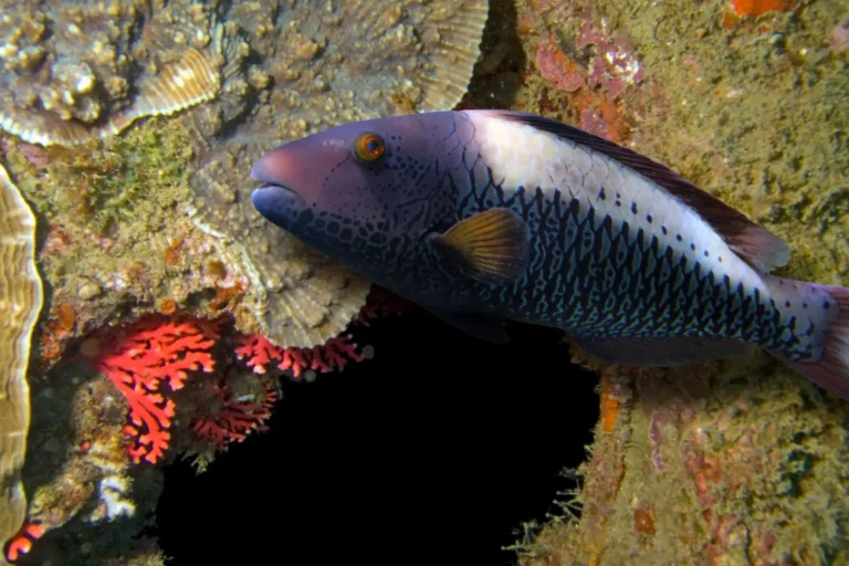 learn to dive in hurghada