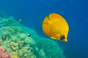 butterflyfish in hurghada egypt