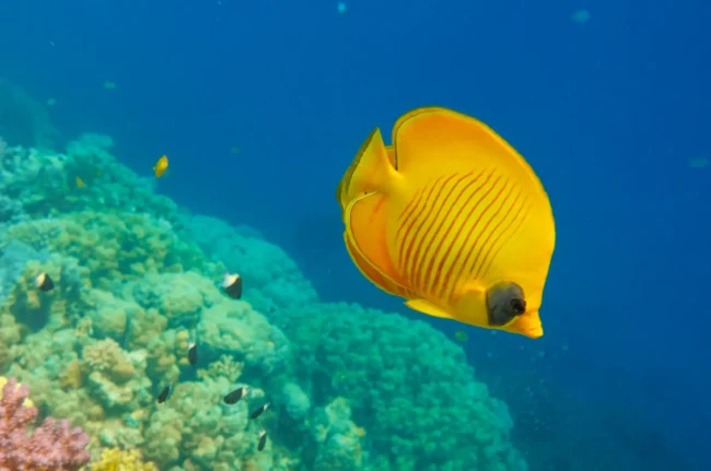 butterfly butterflyfish in hurghada egypt