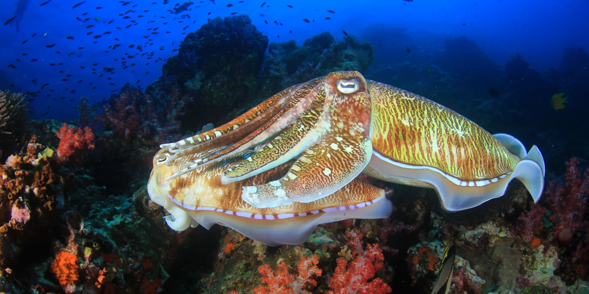 cuttlefish in hurghada
