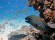 moray eel in hurghada
