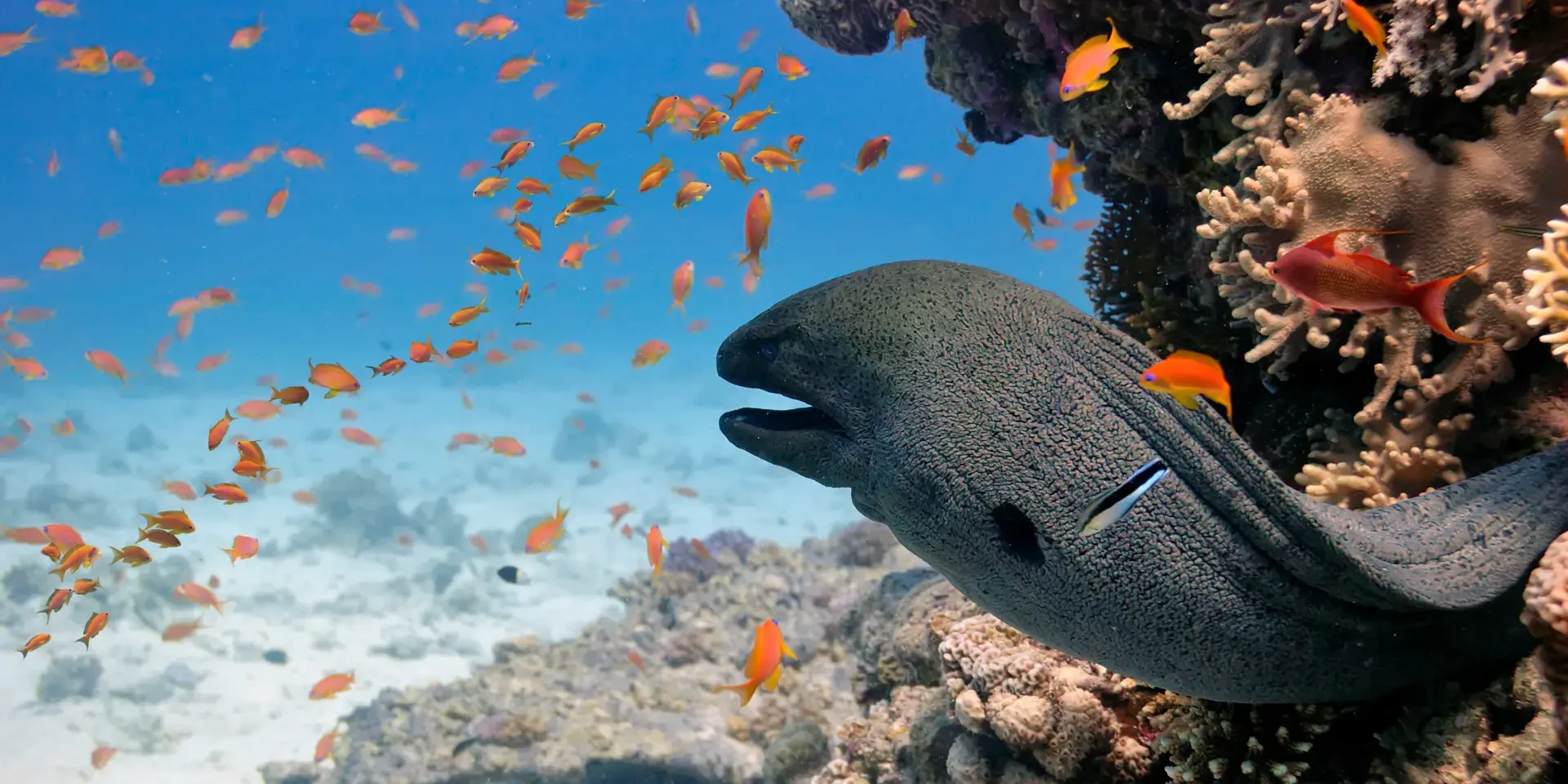 giantmoray moray eel in hurghada