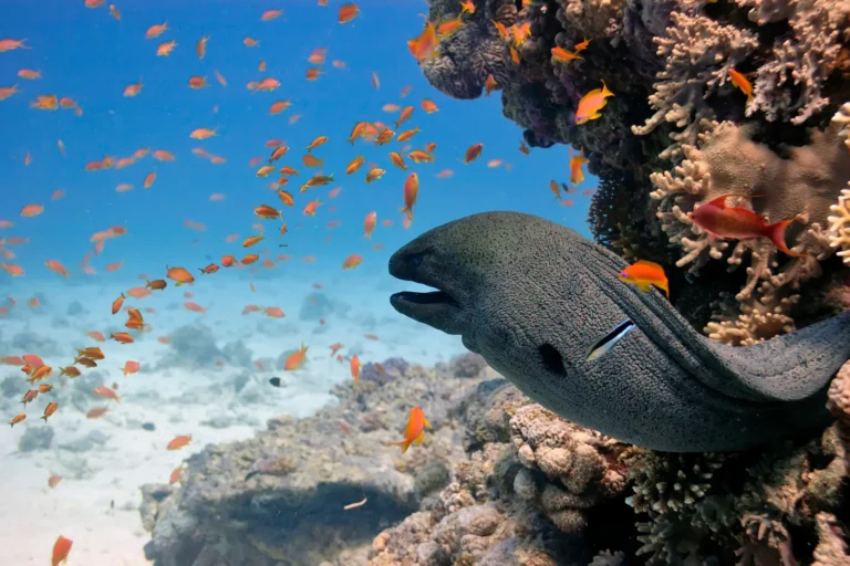 moray eel in hurghada