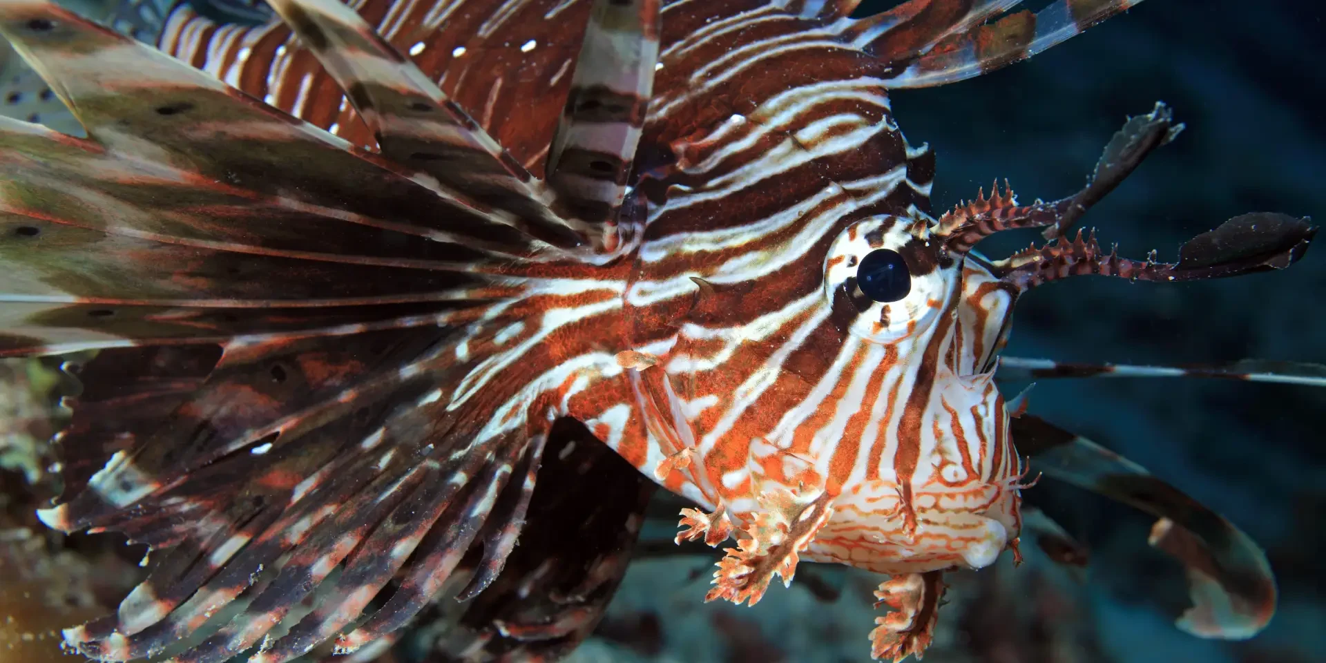 lionfish lionfish hurghada