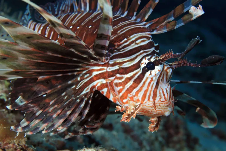 lionfish hurghada