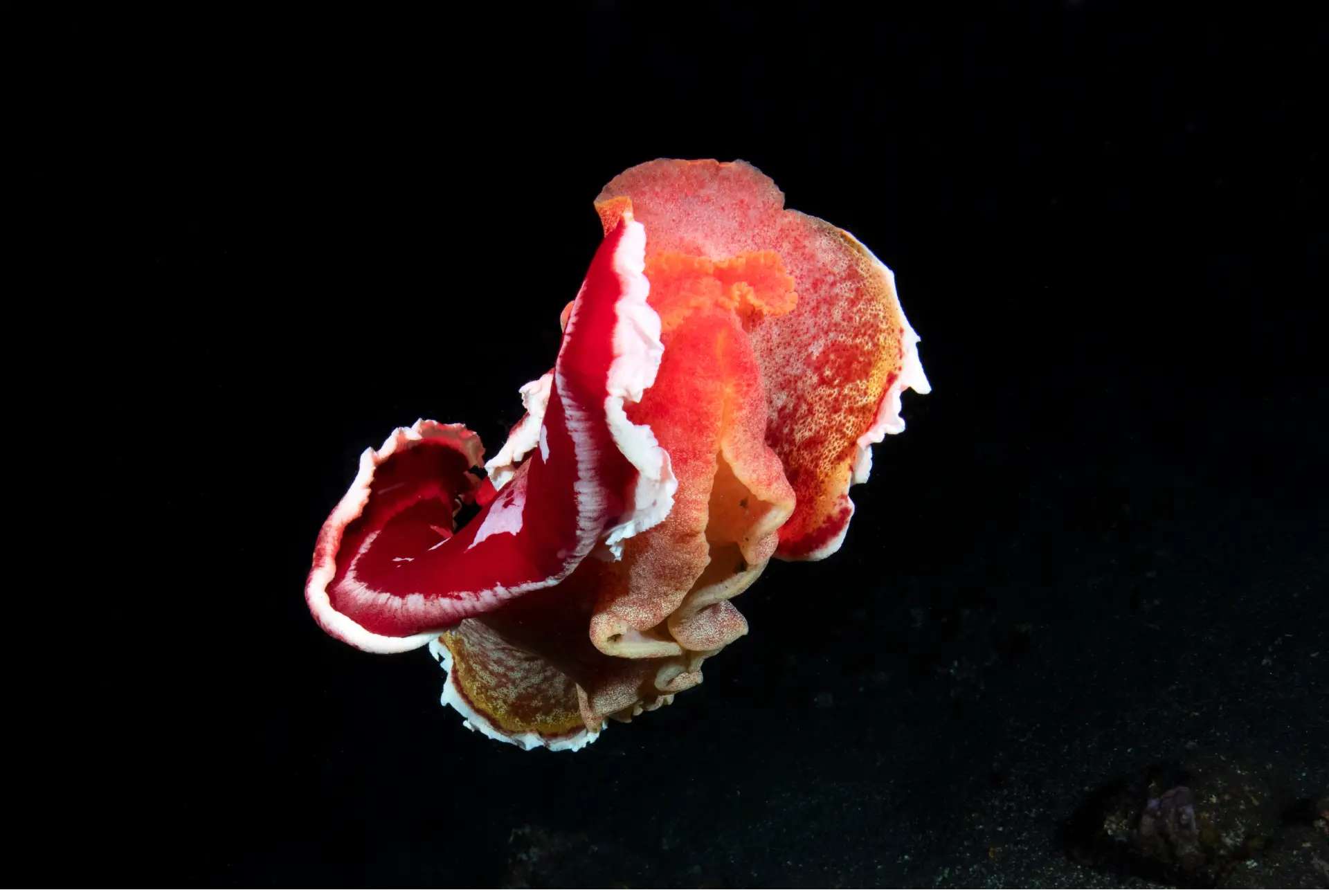 spanish dancer