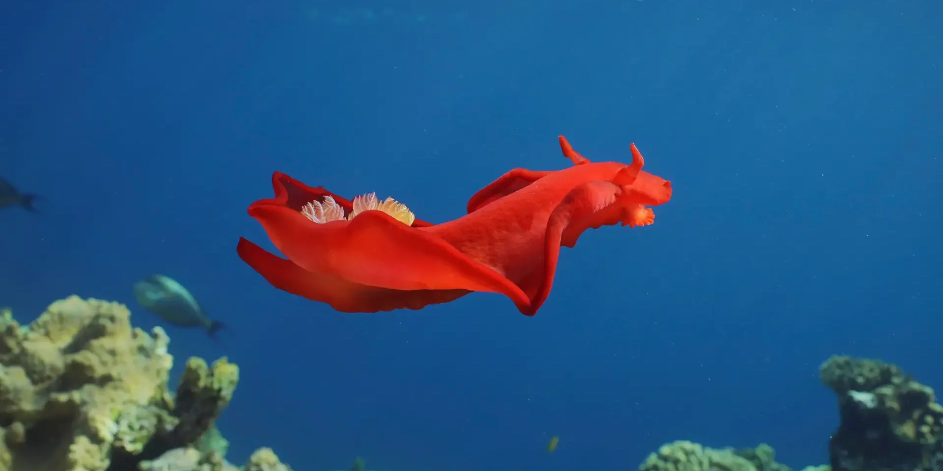 spanishdancer2 spanish dancer nudibranch