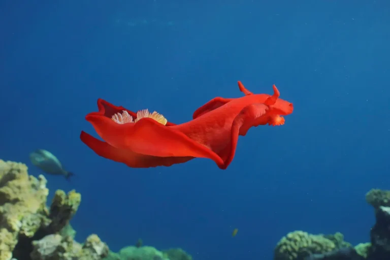 spanish dancer nudibranch