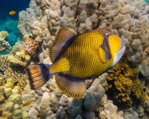 trigerfish in hurghada