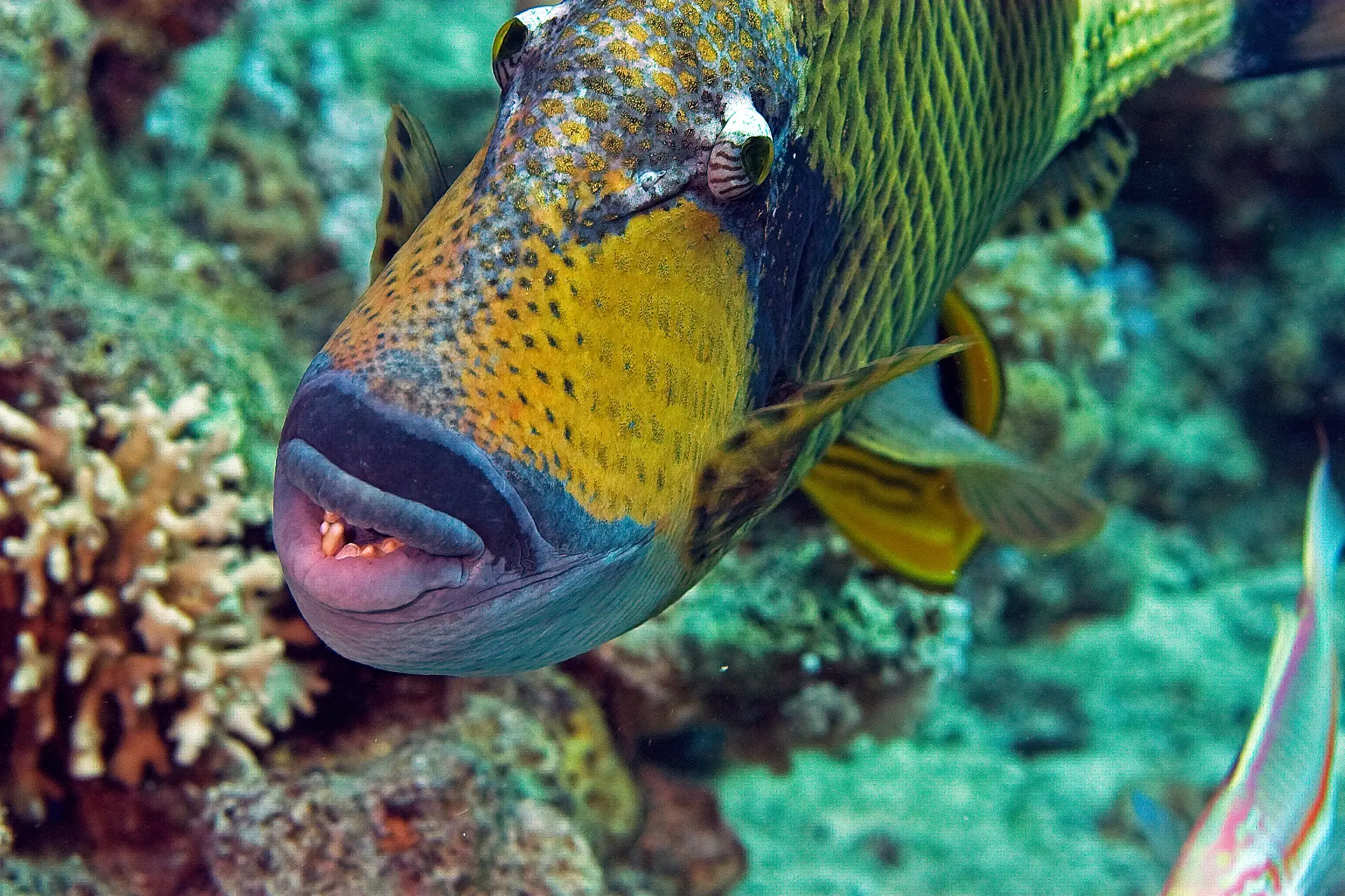 triggerfish up close