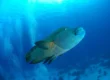 wrasse in hurghada egypt