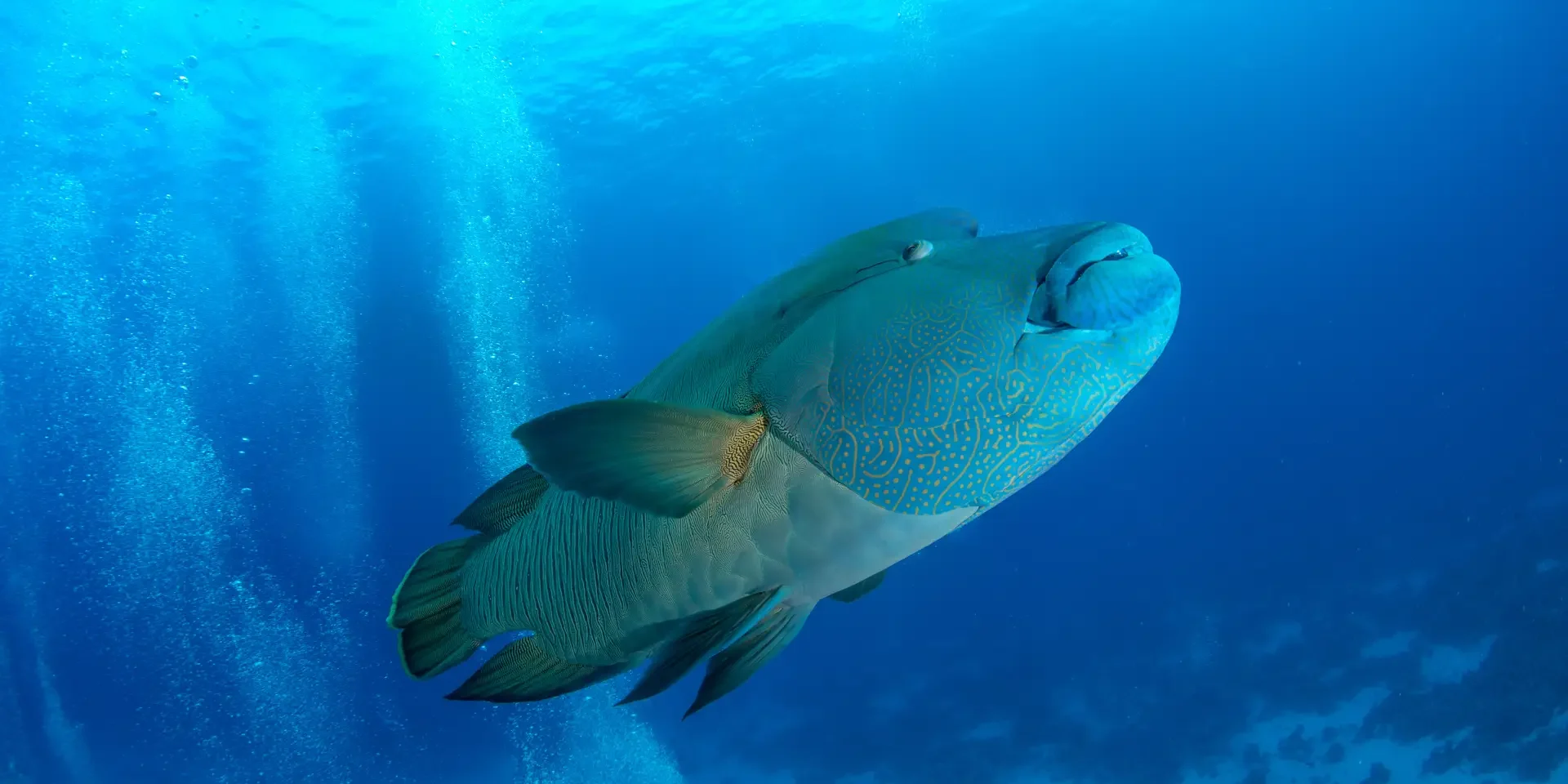 wrasse in hurghada egypt