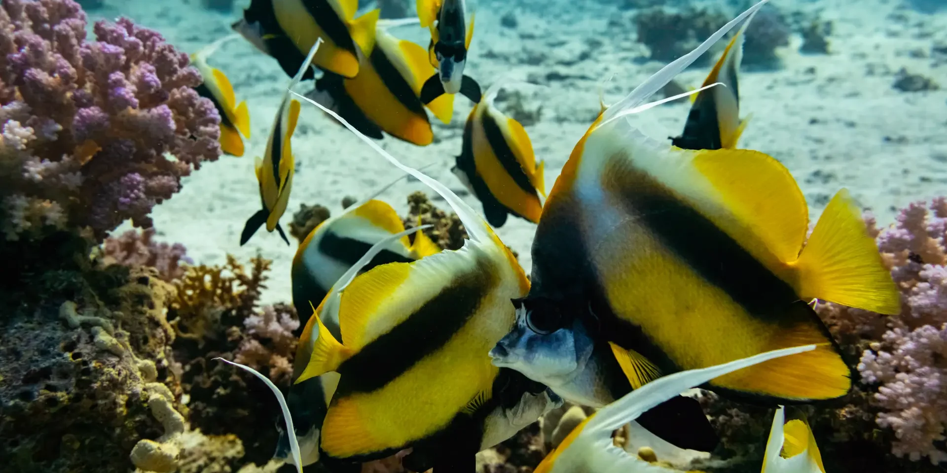 bannerfish school in hurghada reef