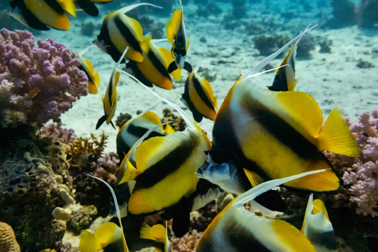 bannerfish school in hurghada reef