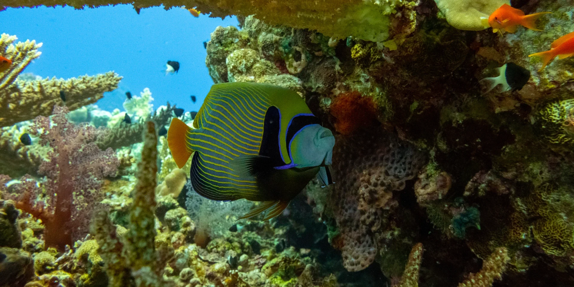 priceofdivinginhurghada price of diving in hurghada