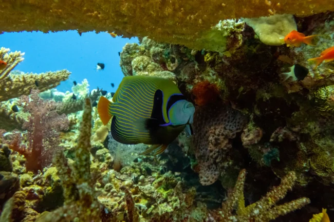 priceofdivinginhurghada price of diving in hurghada