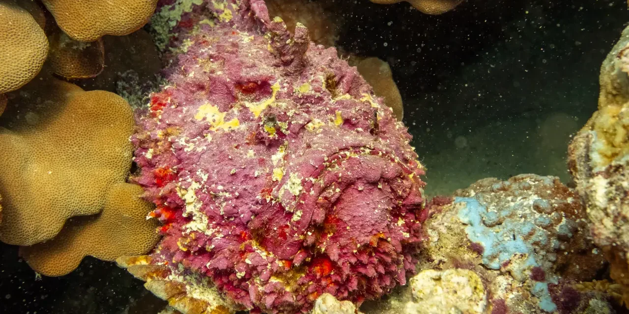 stonefish hurghada stonefish hurghada