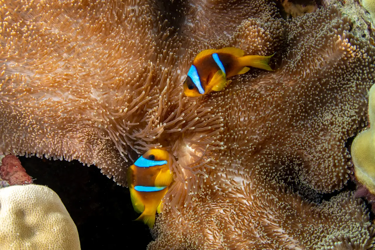clownfish3