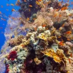 dive sites of hurghada