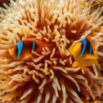 marine life of Hurghada