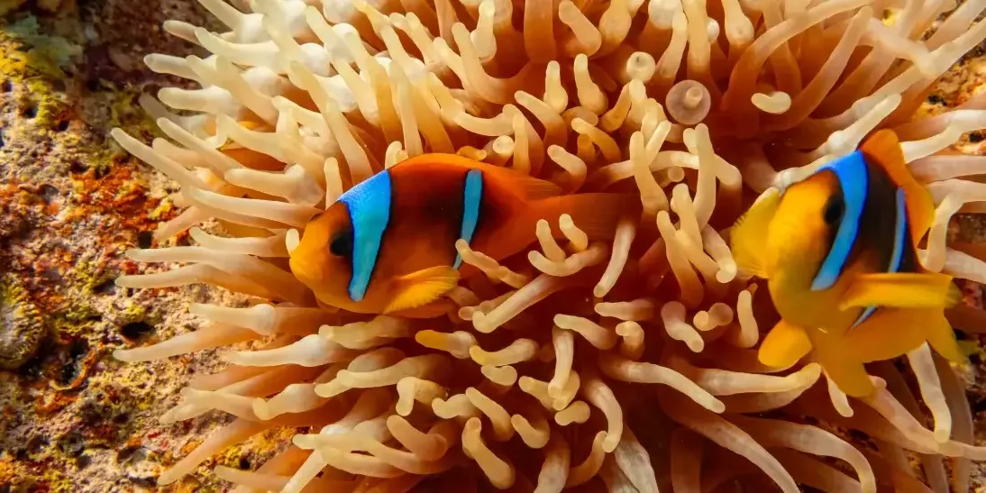 scuba diving hurghada scuba diving in Hurghada