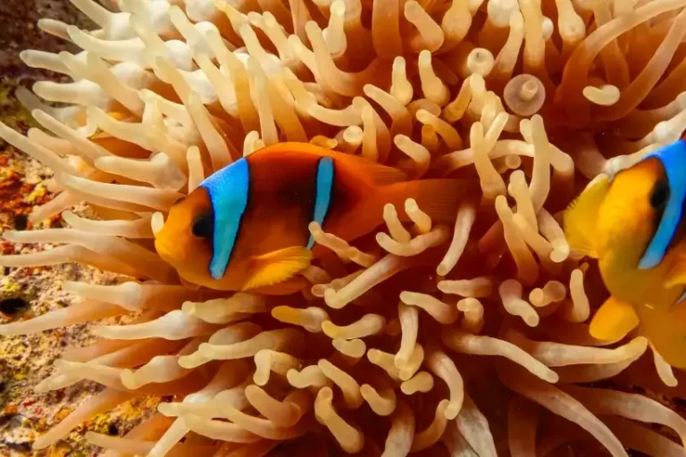 scuba diving in Hurghada