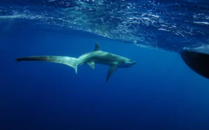 thresher shark