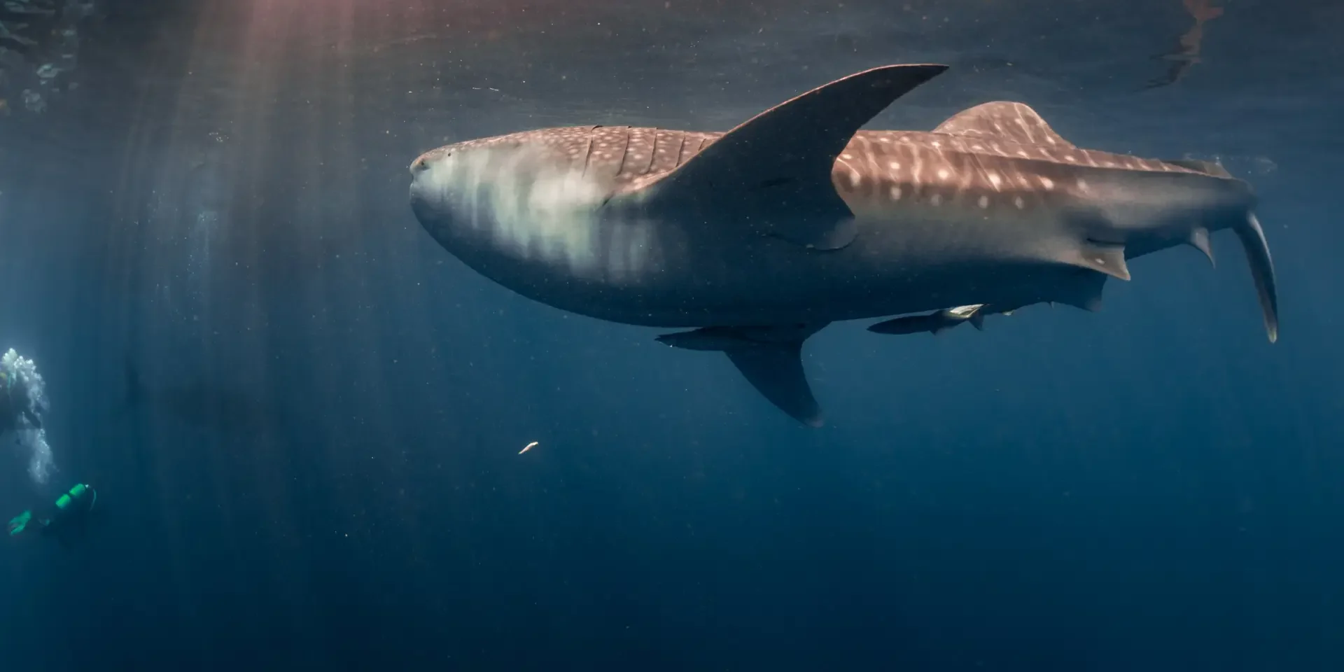 whale shark whale shark in Hurghada