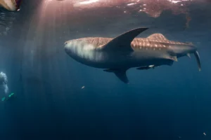 whale shark in Hurghada