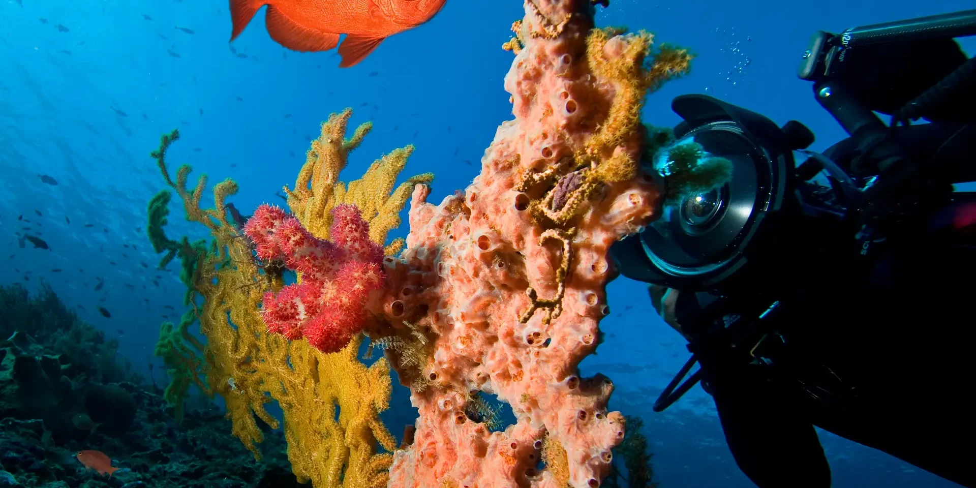 when to dive hurghada when to dive Hurghada