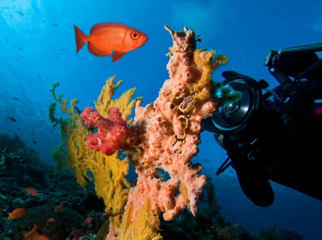when to dive hurghada when to dive Hurghada