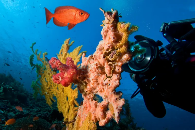 when to dive Hurghada